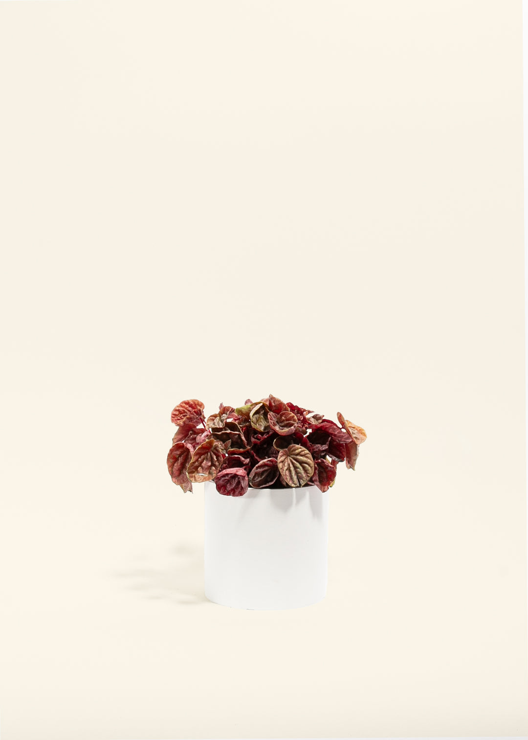 Peperomia Quito