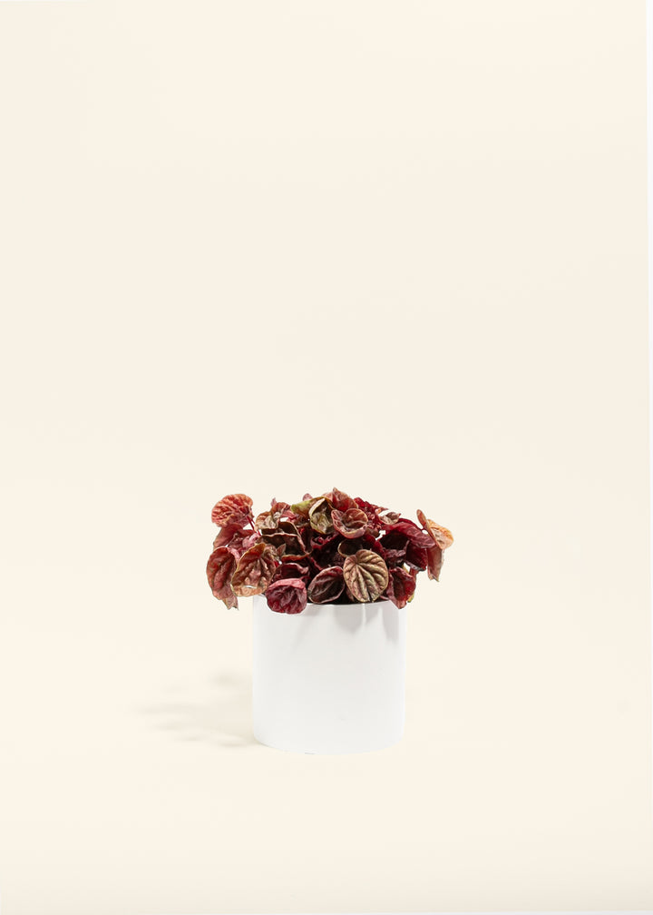 Peperomia Quito