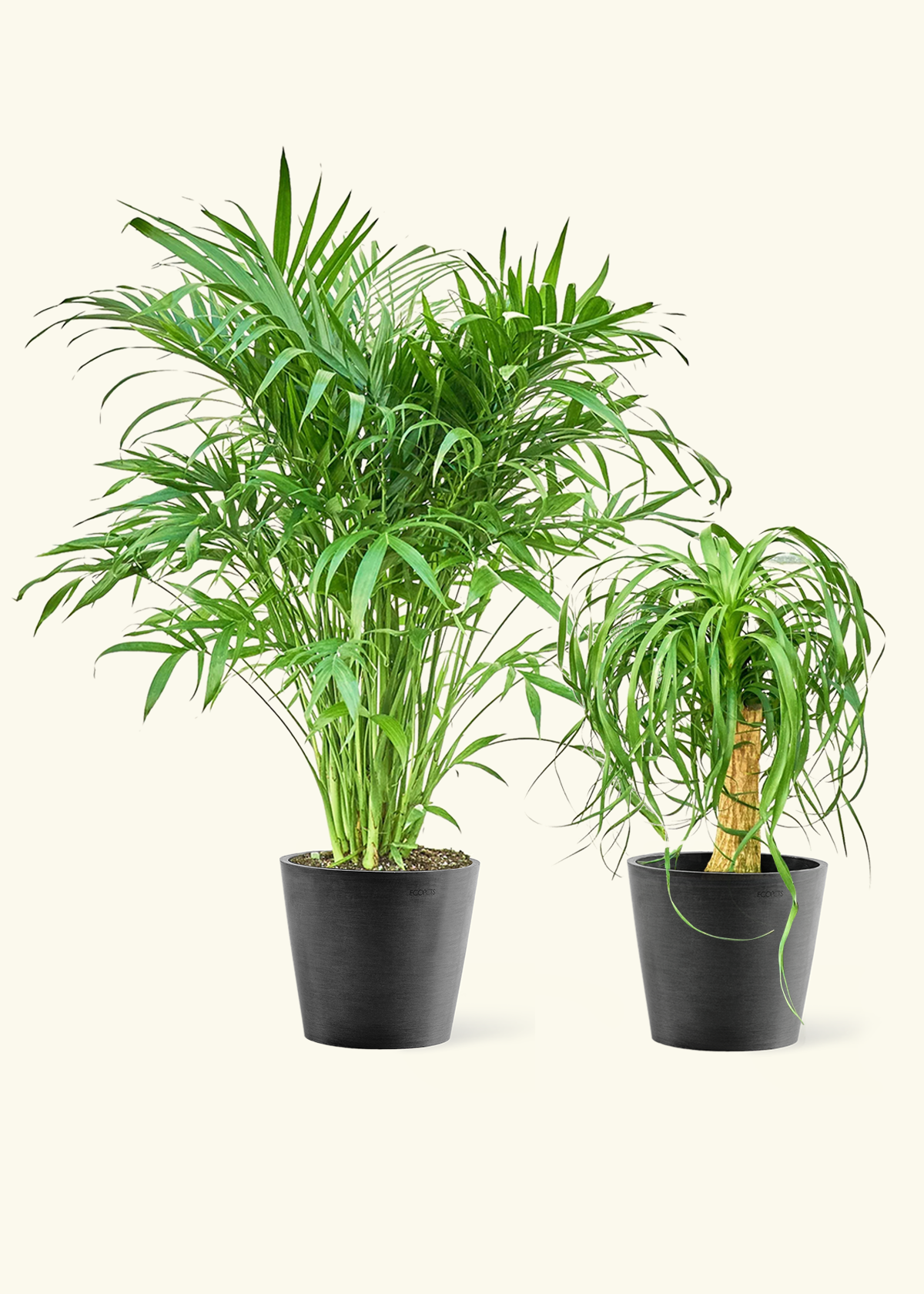Pet Friendly Duo - Cat Palm and Ponytail Palm in a black pot.