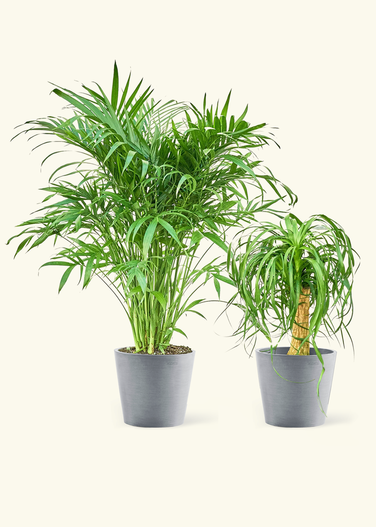 Pet Friendly Duo - Cat Palm and Ponytail Palm in a gray stone pot.