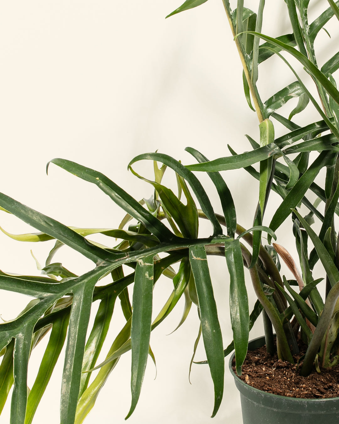 Fern-leaf Philodendron