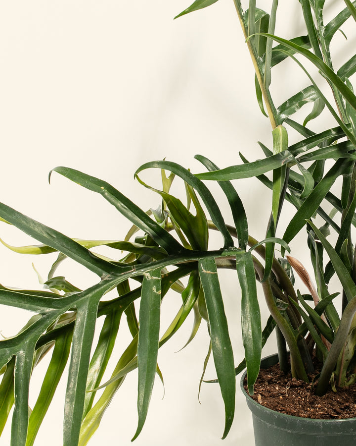 Fern-leaf Philodendron