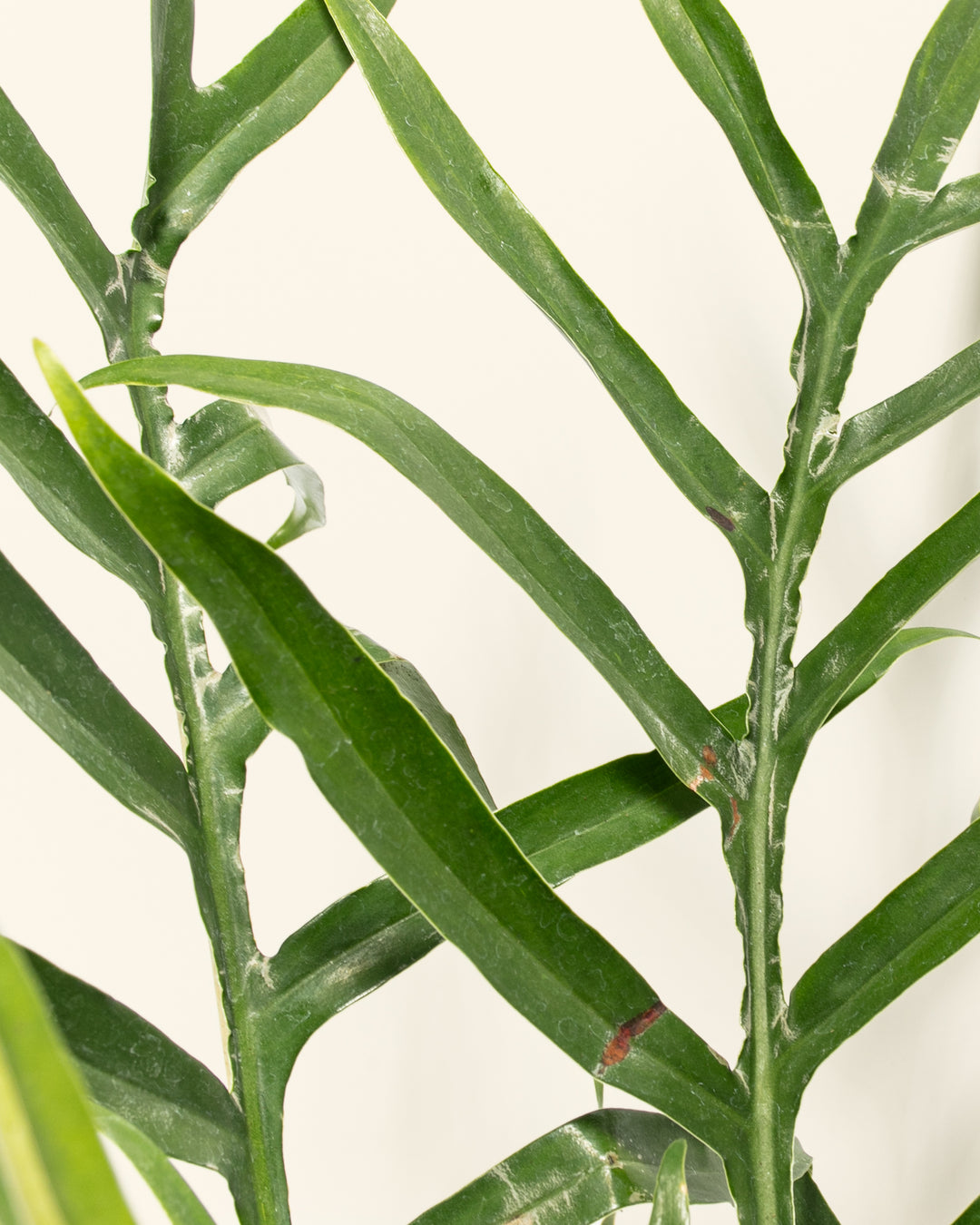 Fern-leaf Philodendron
