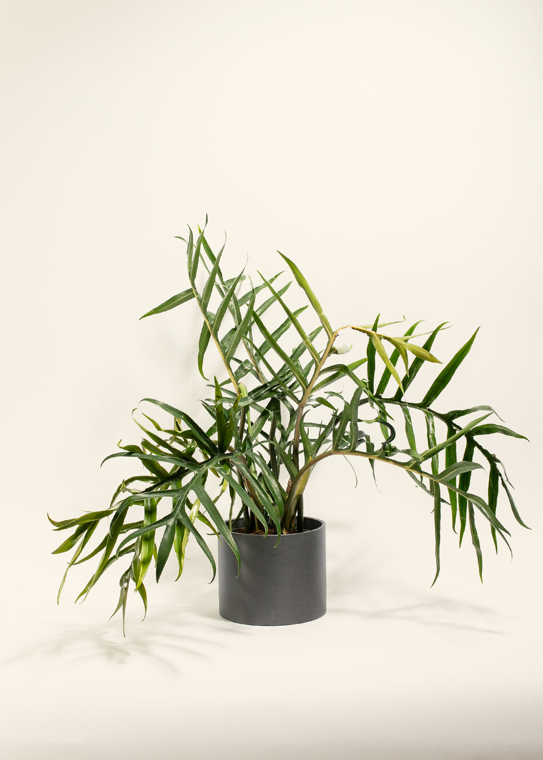 Fern-leaf Philodendron