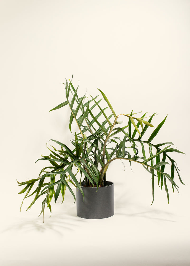 Fern-leaf Philodendron