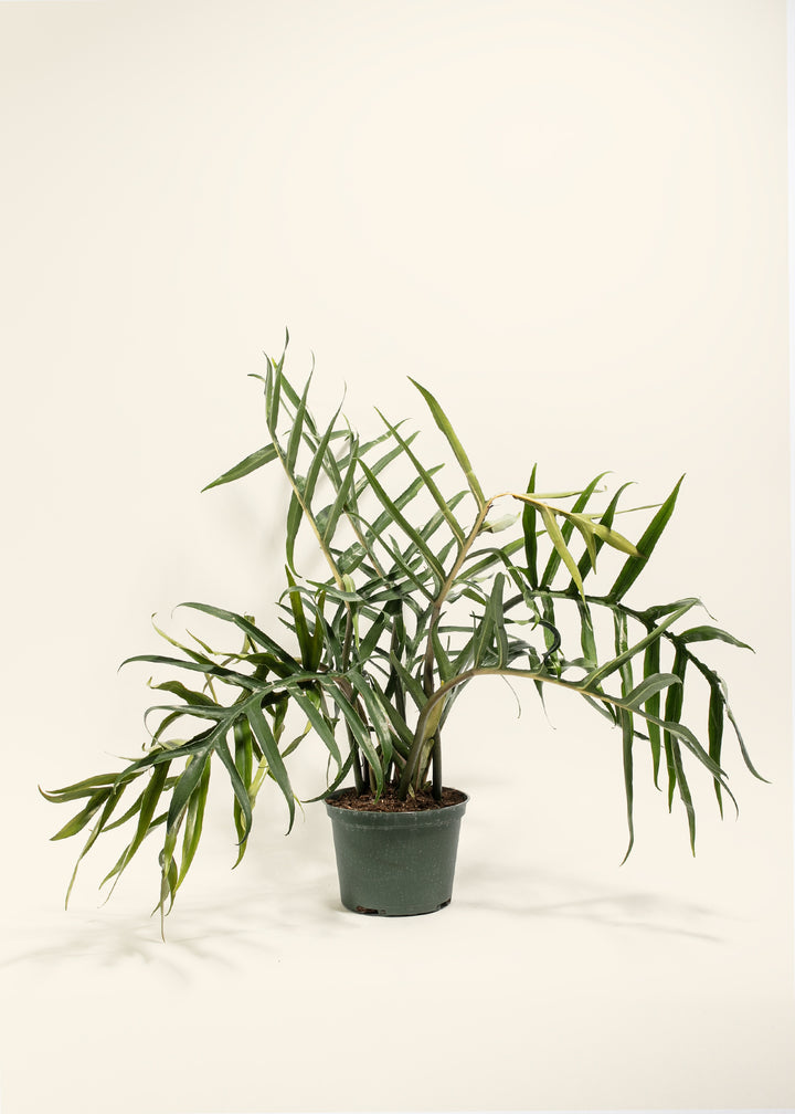 Fern-leaf Philodendron