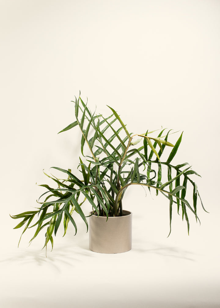 Fern-leaf Philodendron