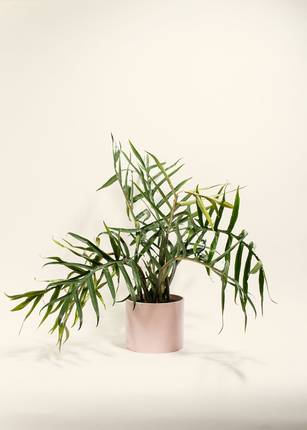 Fern-leaf Philodendron