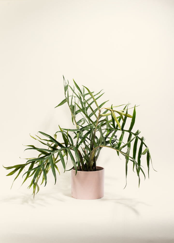 Fern-leaf Philodendron