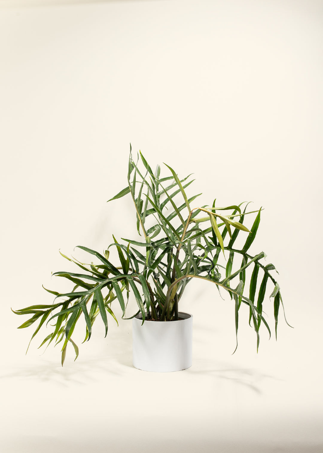 Fern-leaf Philodendron