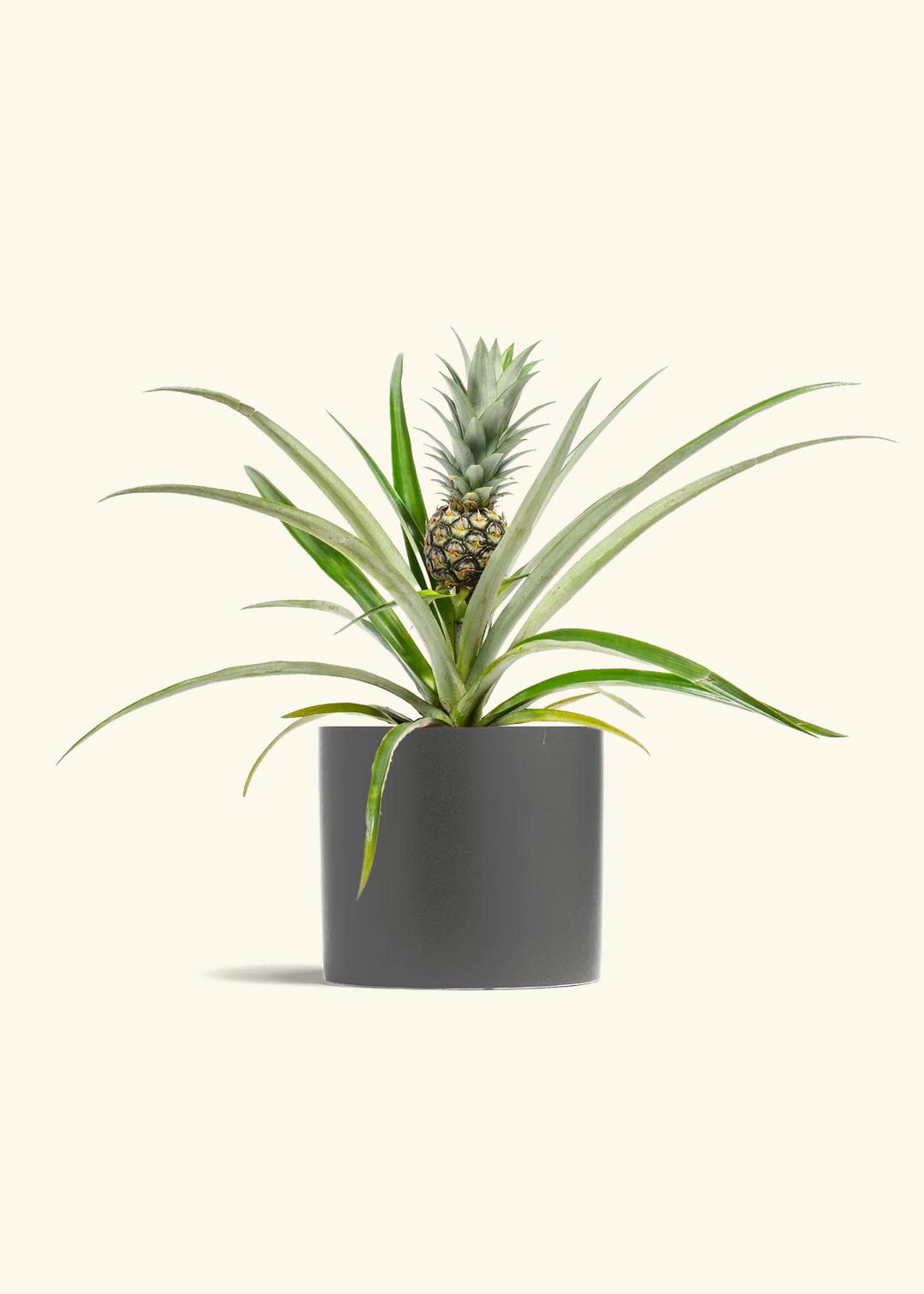 Pineapple Plant