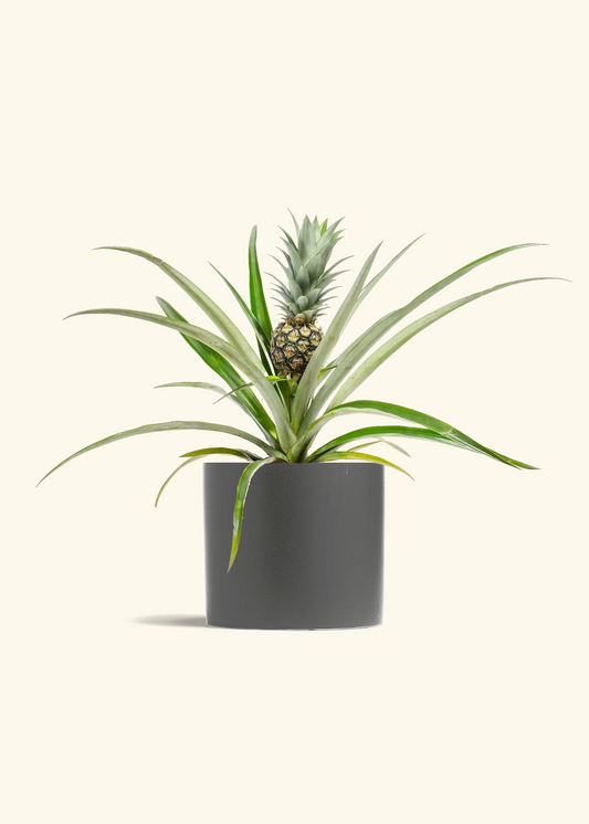 Pineapple Plant, Medium