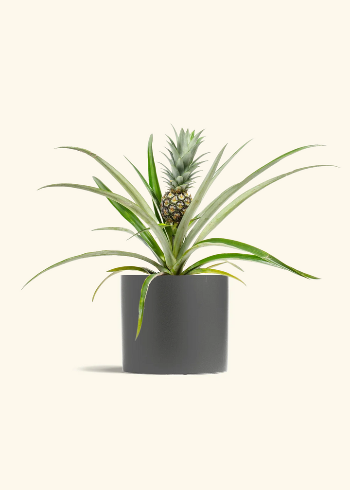 Pineapple Plant