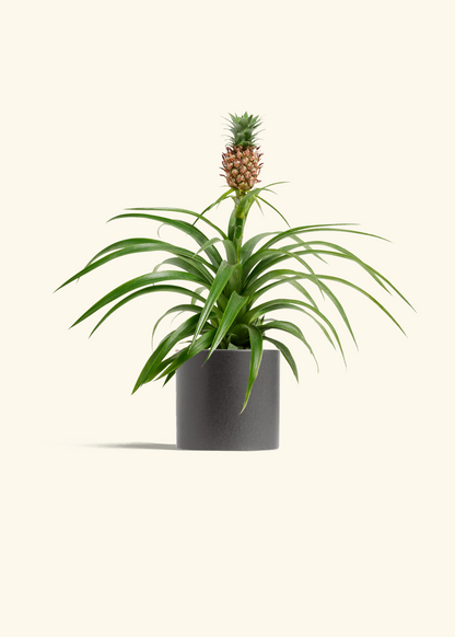 ananas comosus indoor plant Pineapple Plant – Hey Rooted