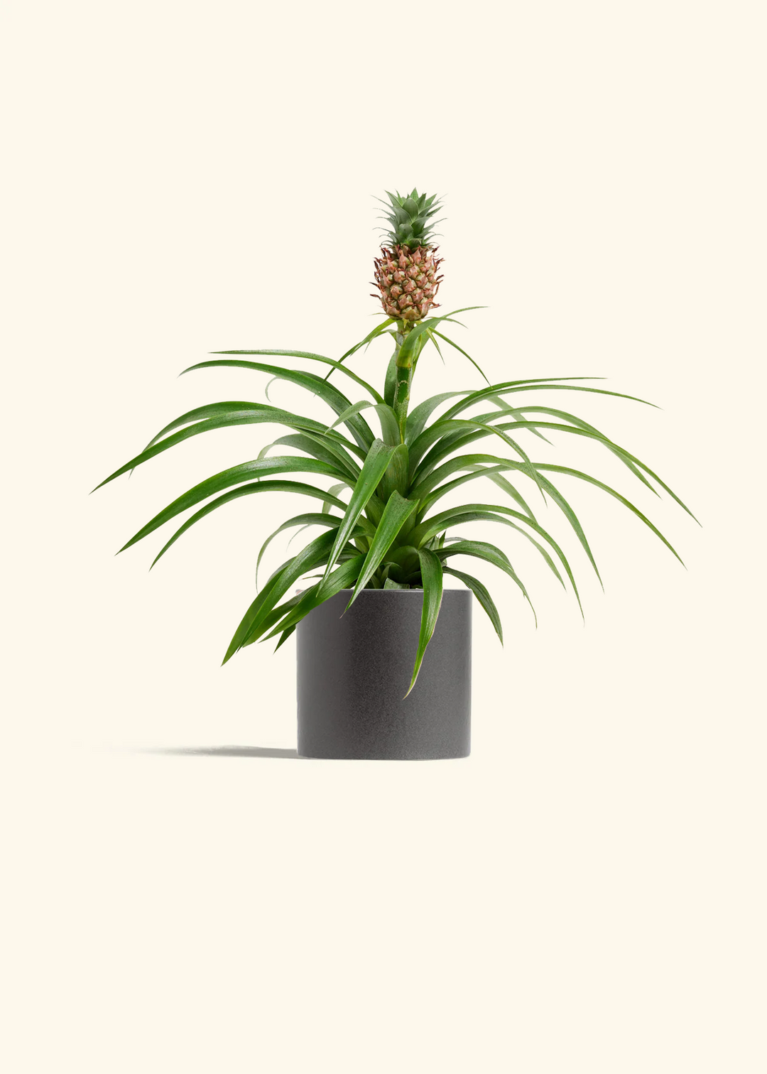 Pineapple Plant