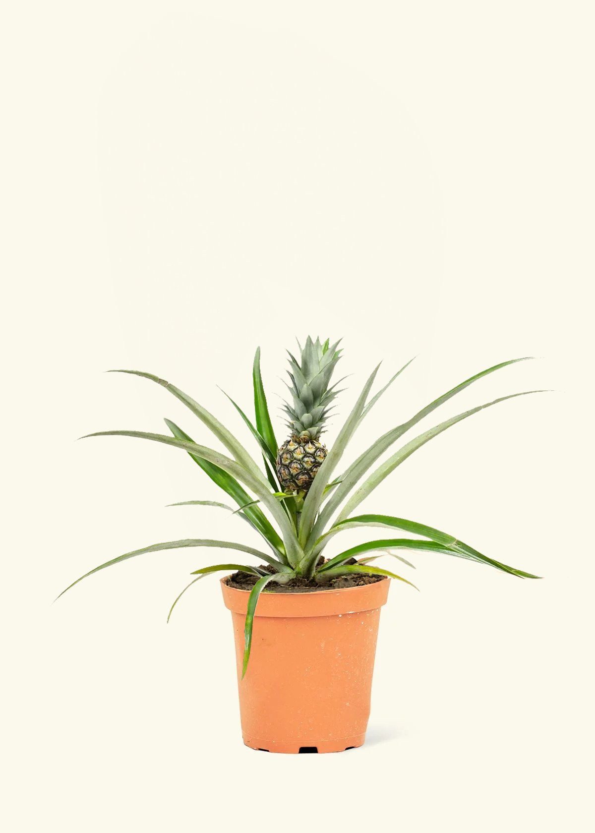 Pineapple Plant, Medium