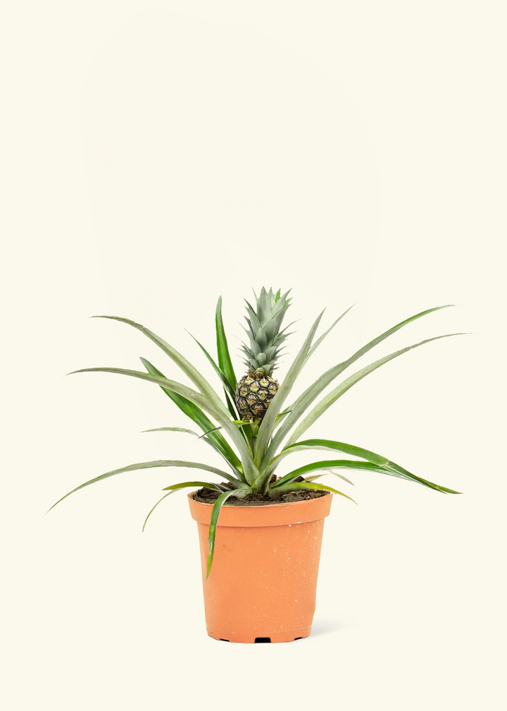 Pineapple Plant
