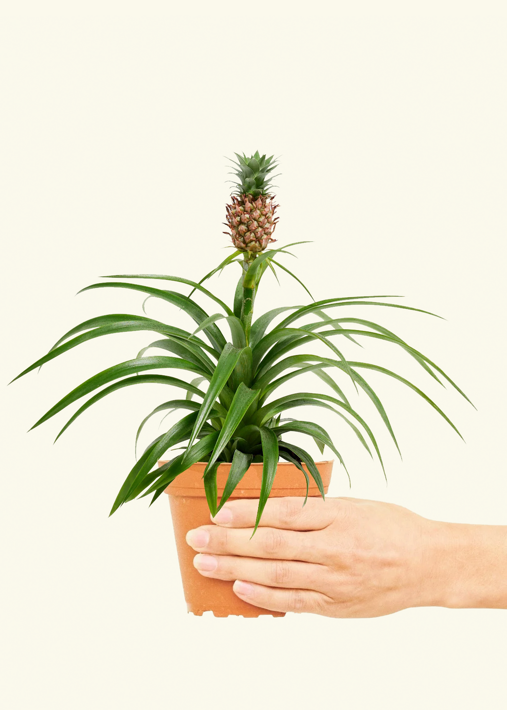 Pineapple Plant