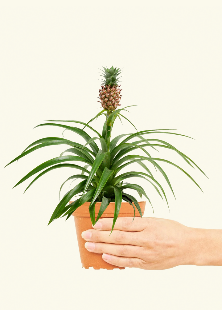 Pineapple Plant