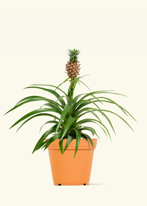 Pineapple Plant