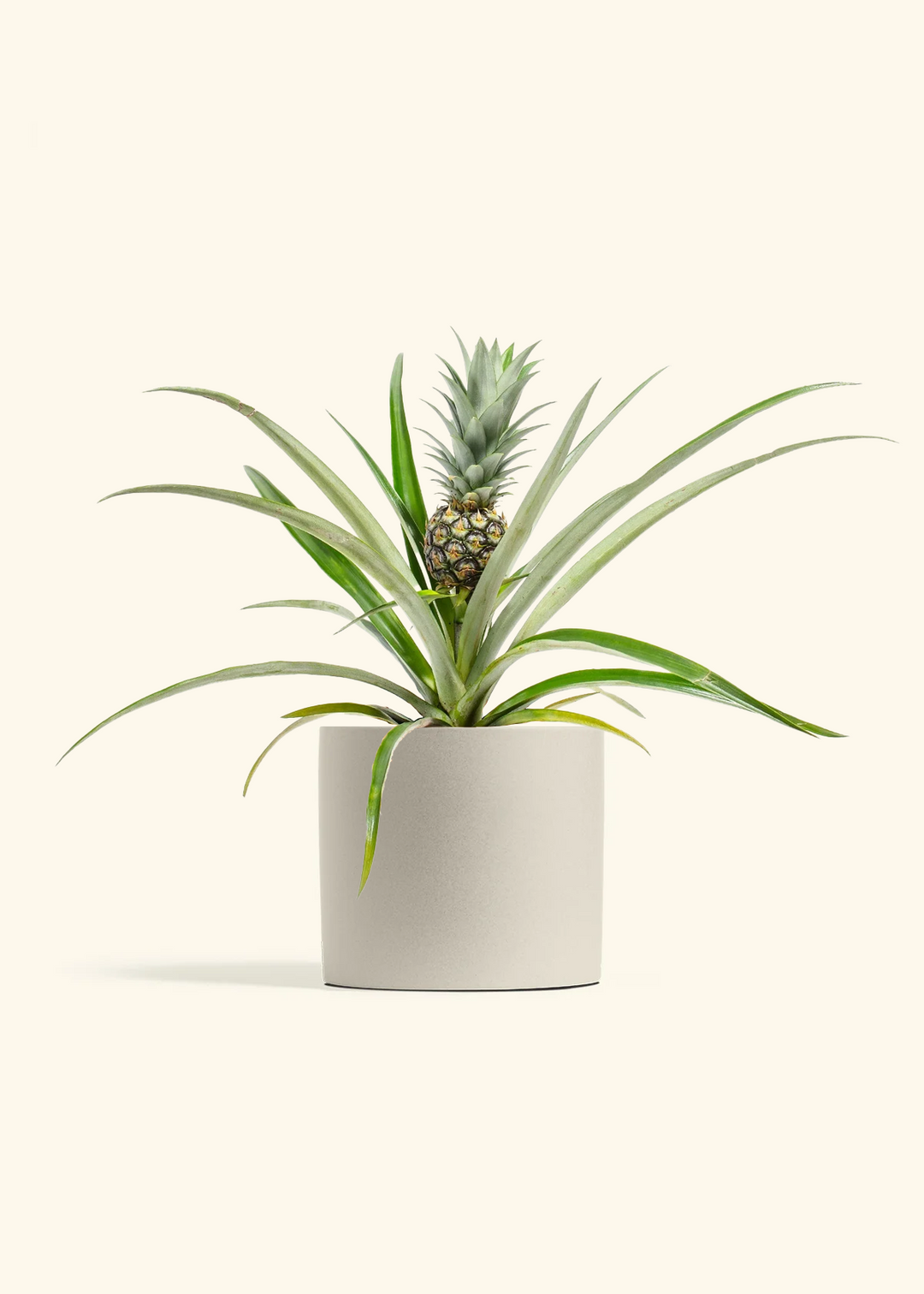 Pineapple Plant