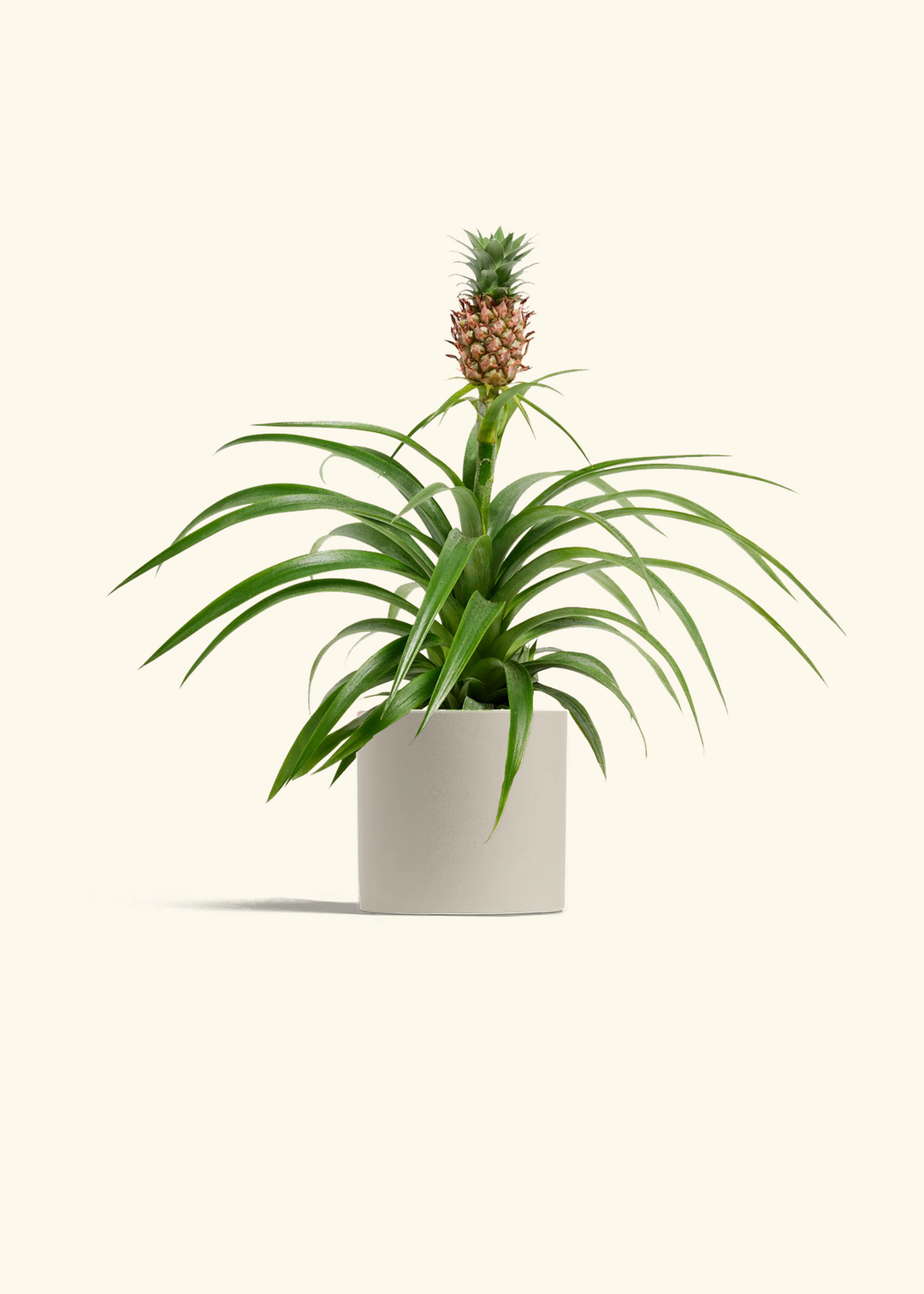Pineapple Plant