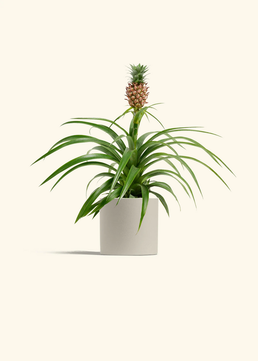 Pineapple Plant, Small