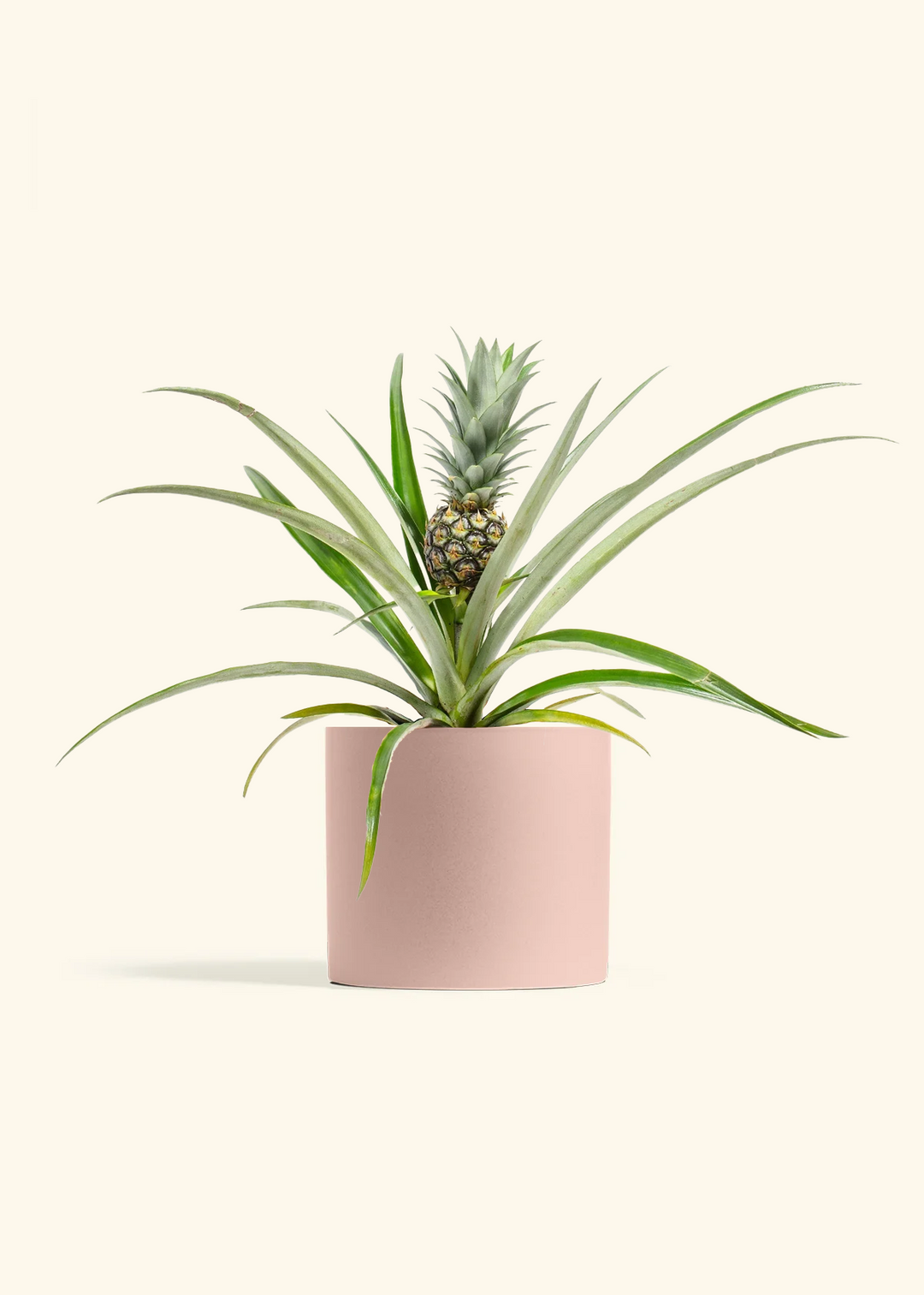 Pineapple Plant