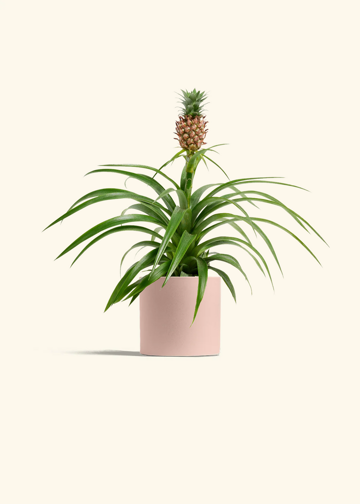 Pineapple Plant
