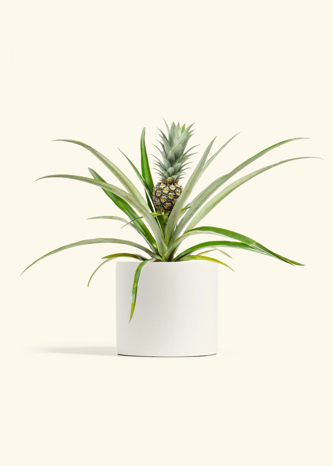 Pineapple Plant