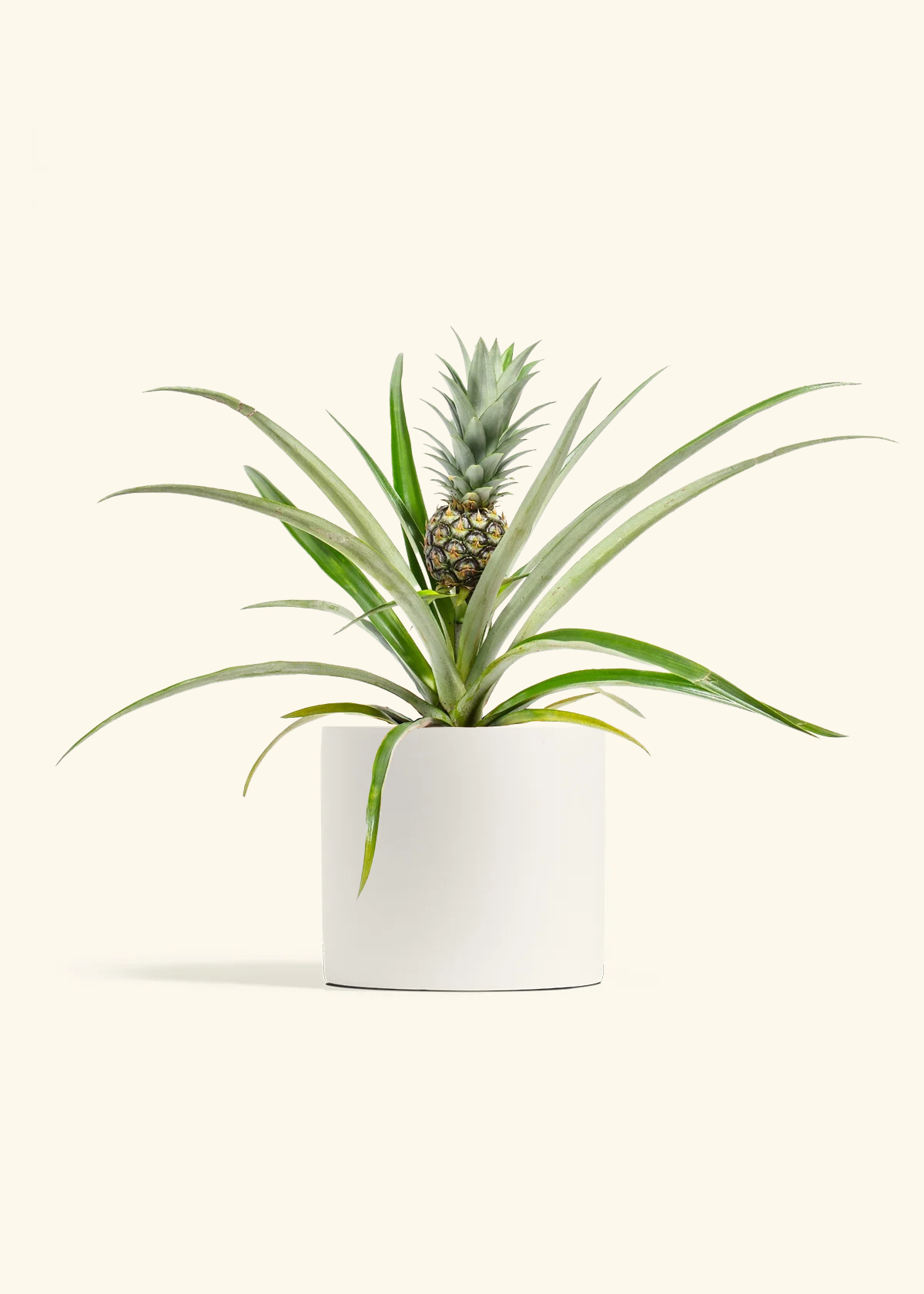 Pineapple Plant, Medium