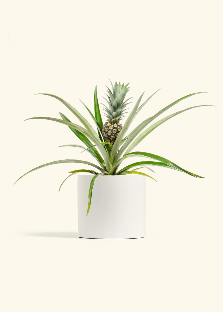 Pineapple Plant