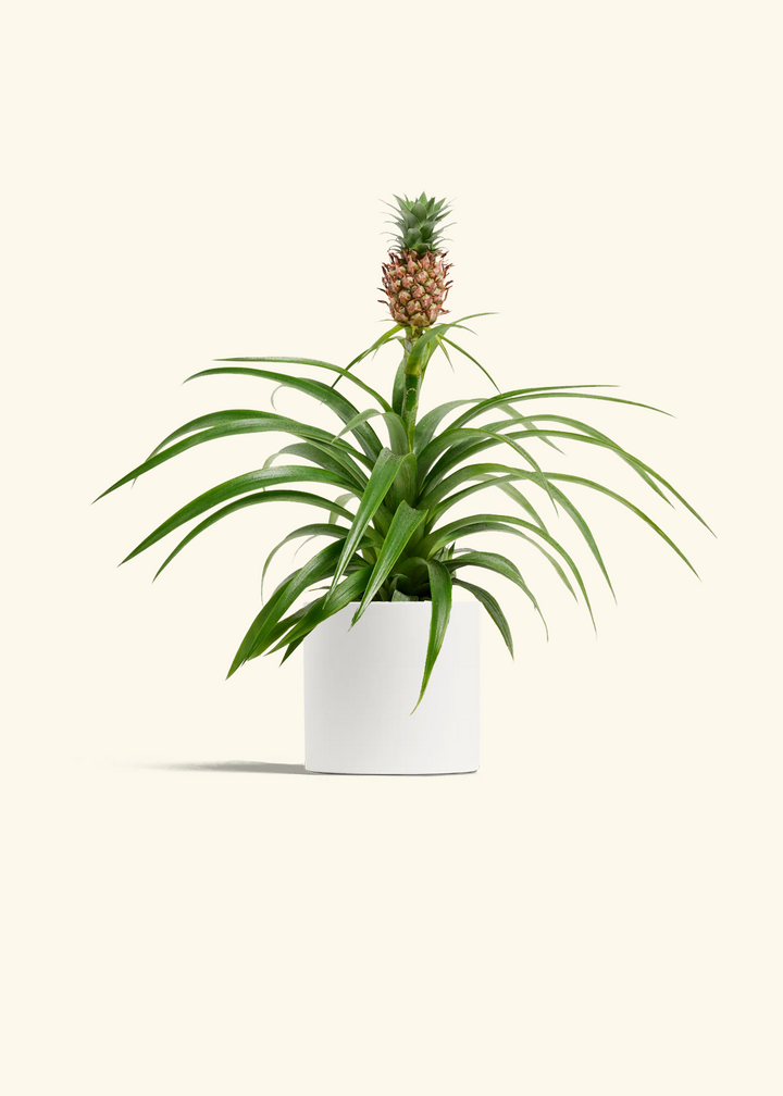 Pineapple Plant