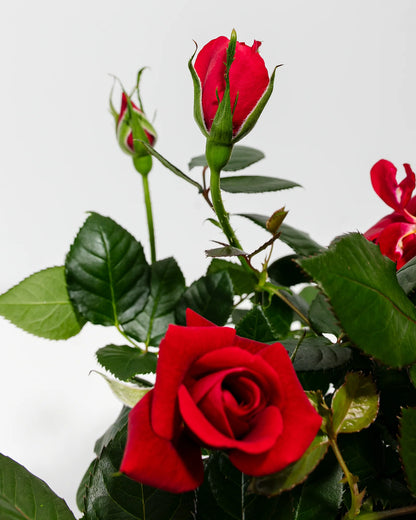 Red Mini Rose, Medium