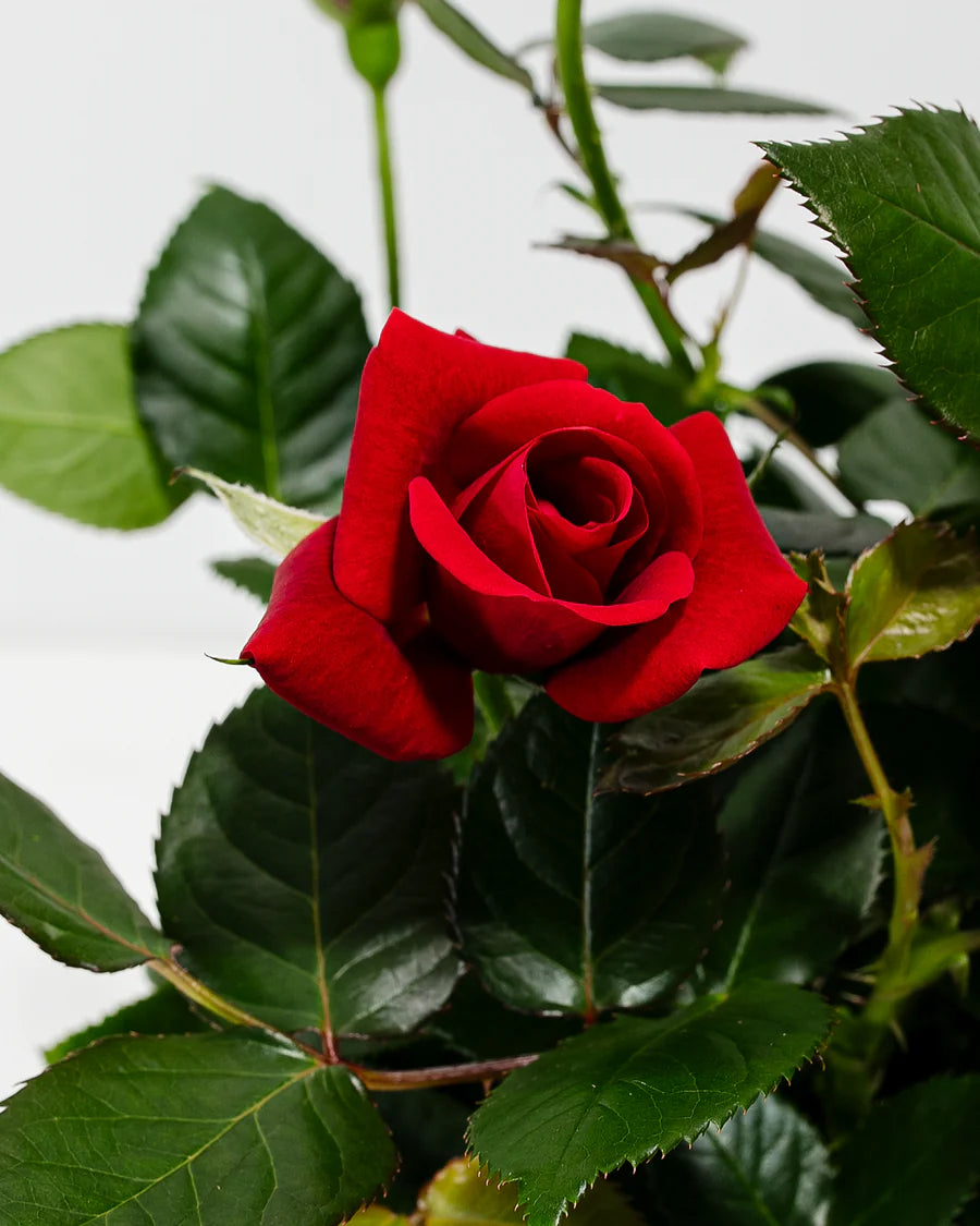 Red Mini Rose