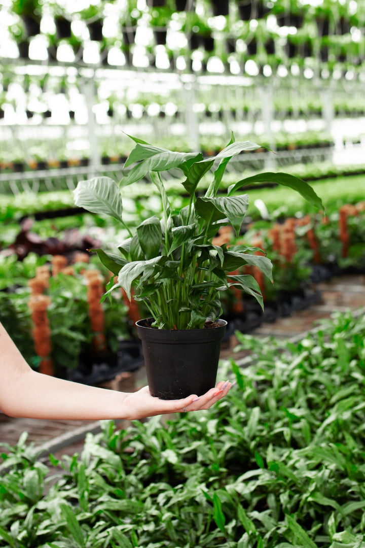 Peace Lily