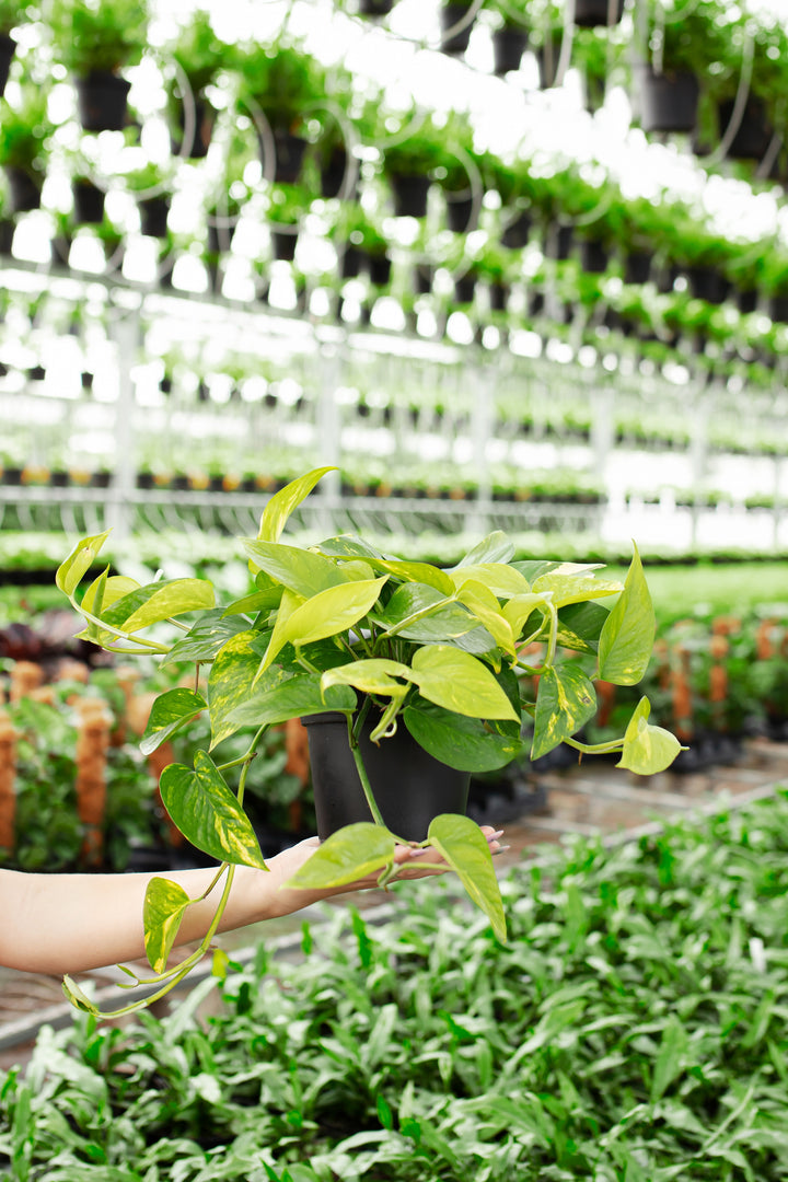 Golden Pothos