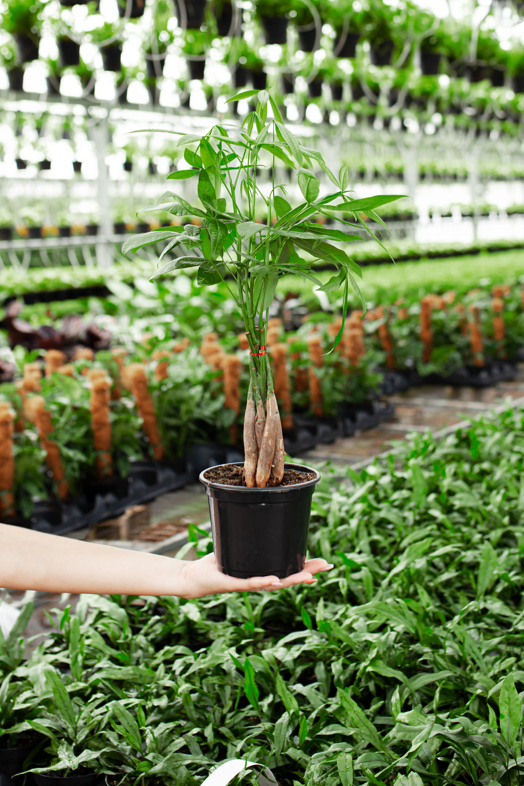 Braided Money Tree