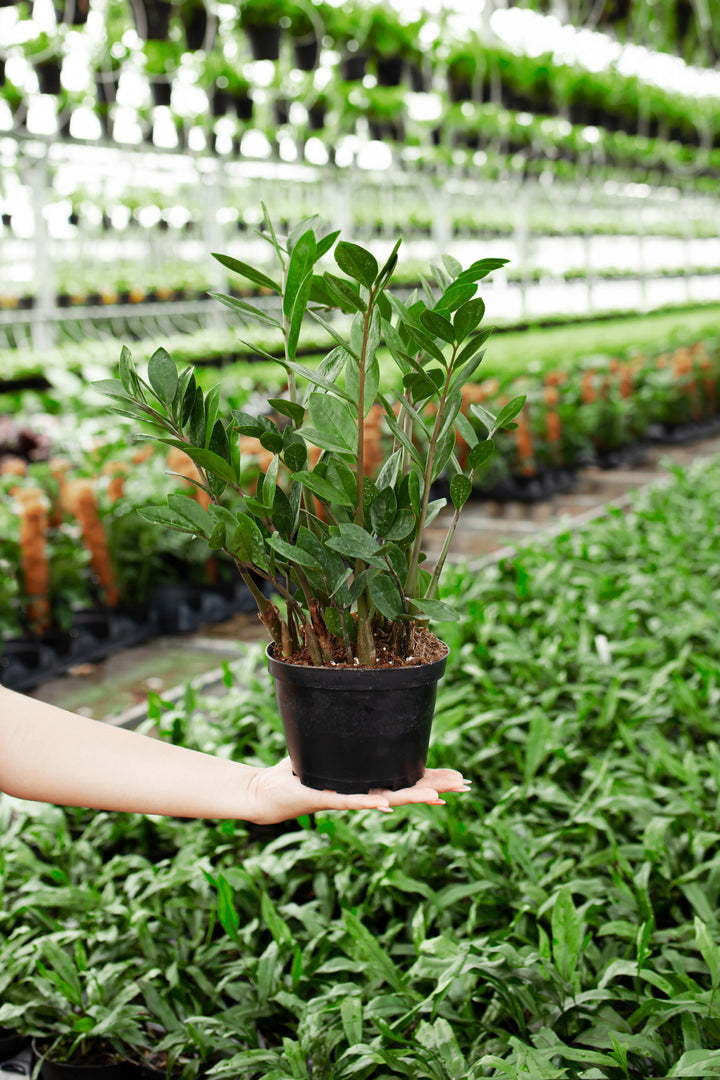 ZZ Plant