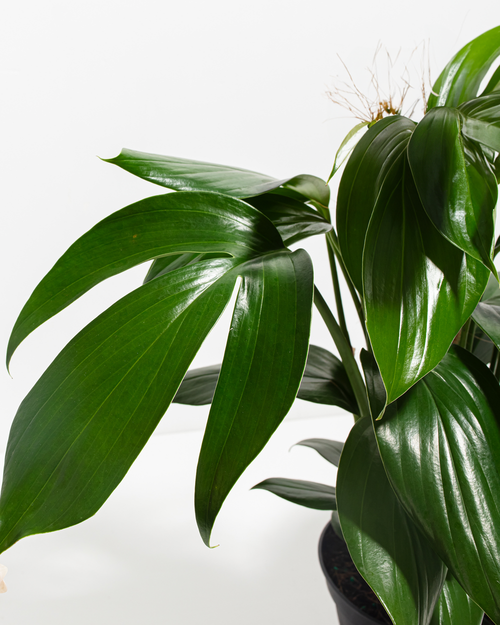 Dragon Tail Plant