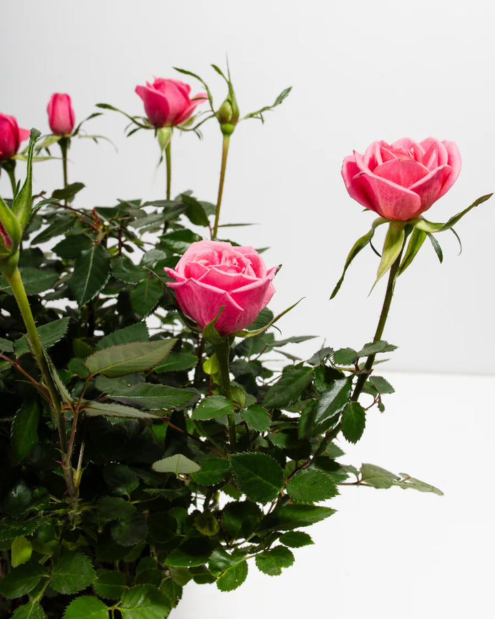 Pink Mini Roses