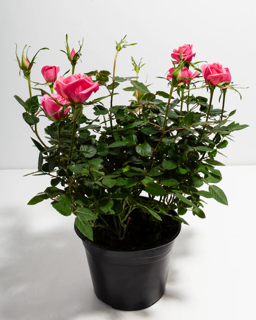Pink Mini Roses
