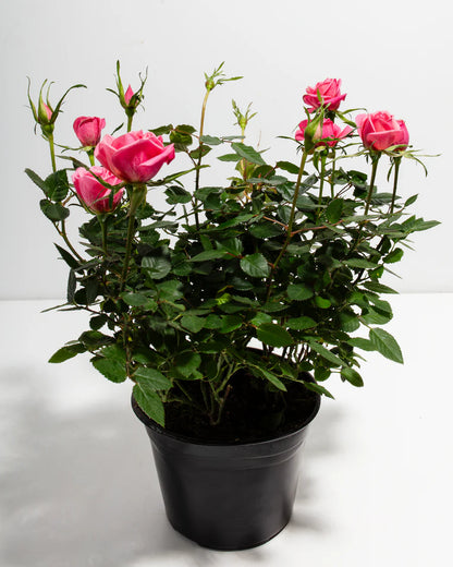 Pink Mini Rose, Medium