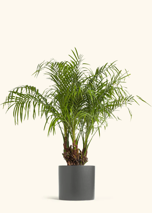 Pygmy Date Palm