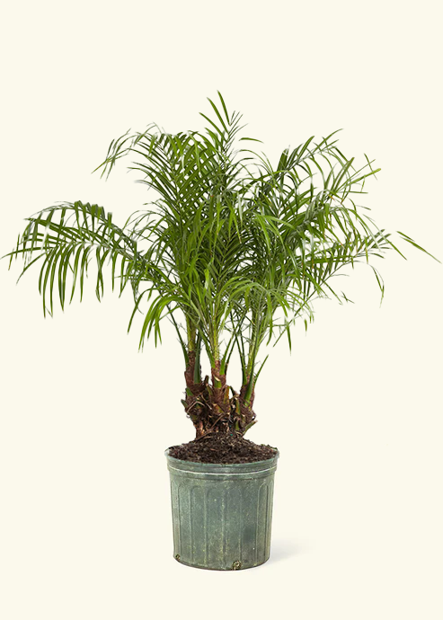 Pygmy Date Palm