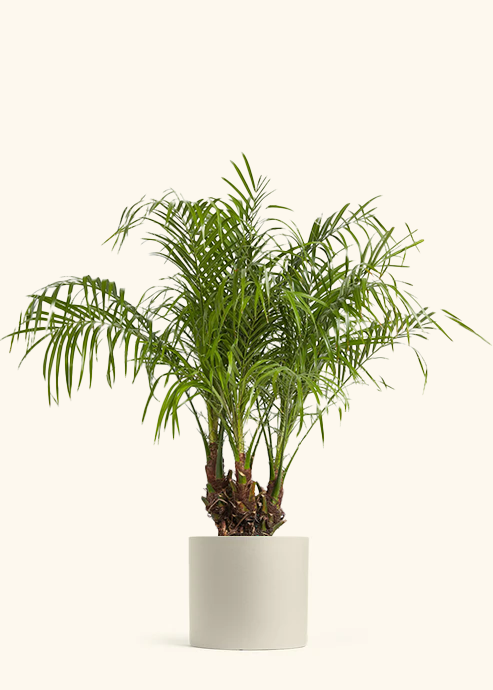 Pygmy Date Palm