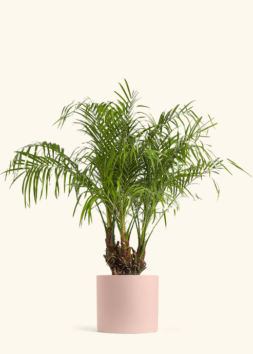 Pygmy Date Palm