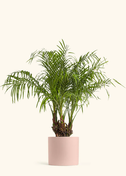 PygmyDatePalm_10_PINK_grande.