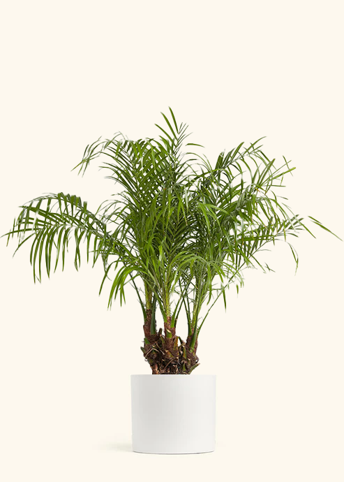 Pygmy Date Palm