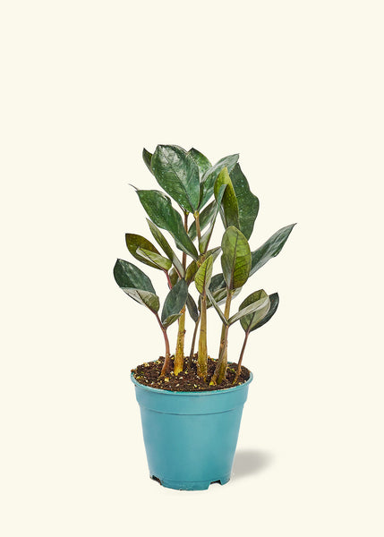 洋楽 Jim Black Houseplant RootedCutouts_0007__16257_gran